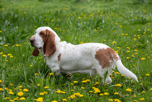 Healthy beautiful male Basset Hound in a flowering field with dandelions