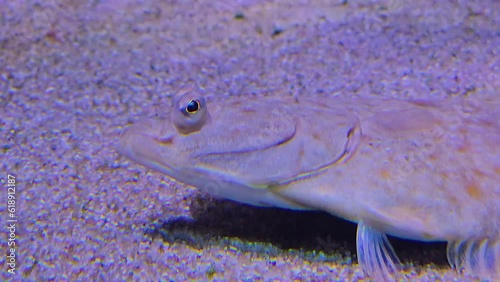 A Flounder or flatfish resting on the ground and lifting it's head. photo