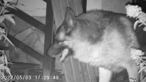 Night vision.  Domestic dog at night