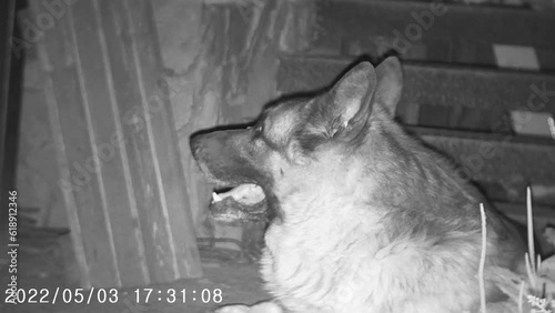 Night vision.  Domestic dog at night