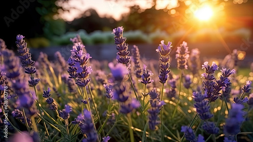 A field of lavender at sunset