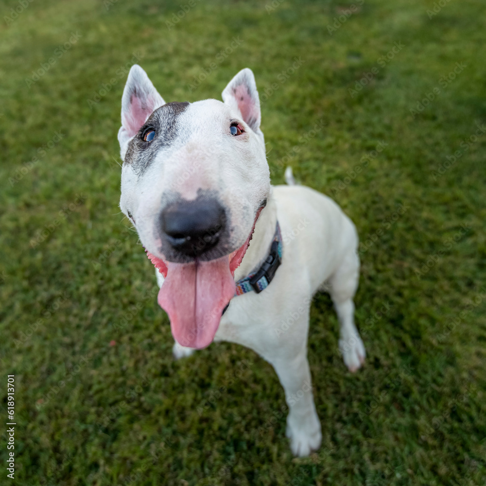 Miniature bull terrier looking up at the camera