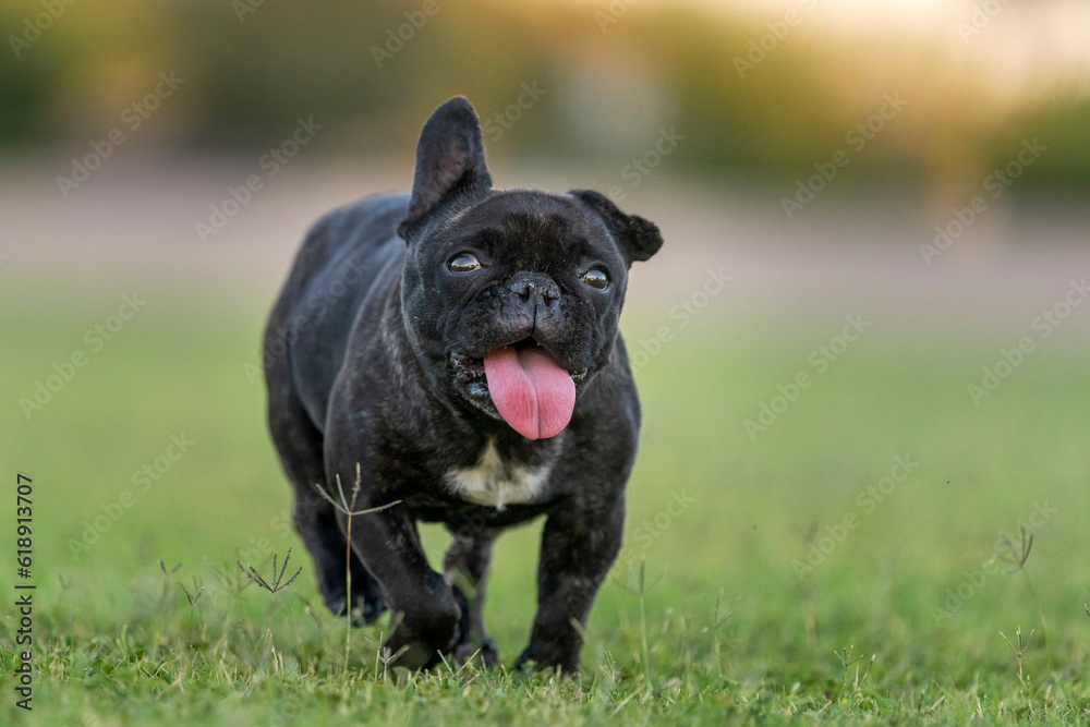 Rescue French Bulldog running in the grass