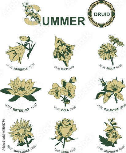 Celtic horoscope. Druid summer flowers. A set of 9 flowers: bell, tulip, daisy, water lily, violet, dog rose, sunflower, rose, delphinium. Astrological calendar. Botanical drawings