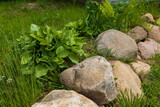 Young hosta bushes near large stones decorate the path in the garden.