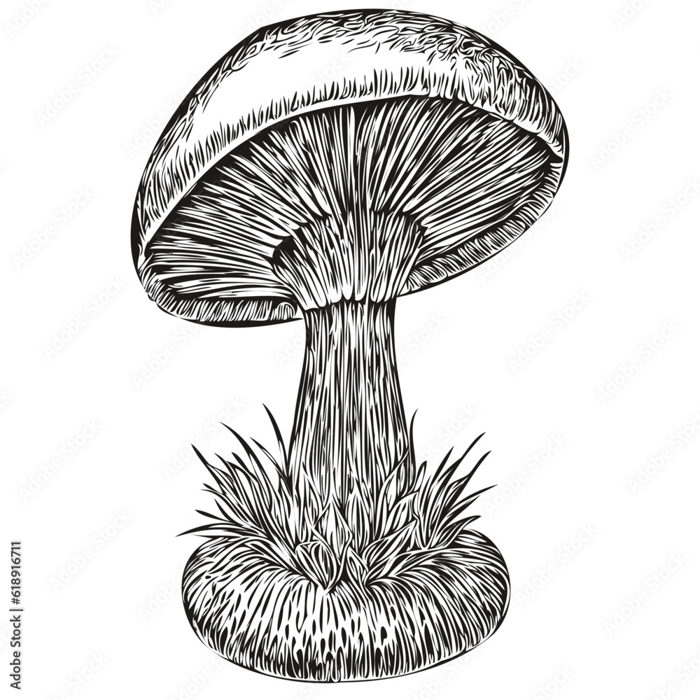 Mushrooms silhouette character, clip art vector drawing black and white organic fungi Mushrooms silhouette character, clip art vector drawing black and white organic fungi