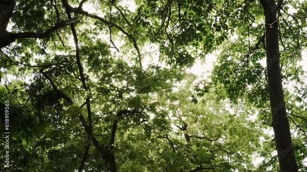 Looking up forest perspective sky. jungle trees sun beams. Sky through trees. Looking up forest perspective sky. jungle trees sun beams. Sky through trees.