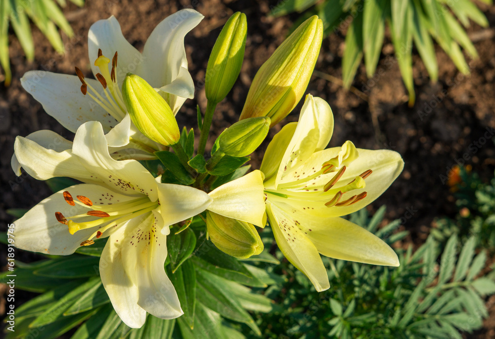 Big and beautiful lemon rain lily Big and beautiful lemon rain lily