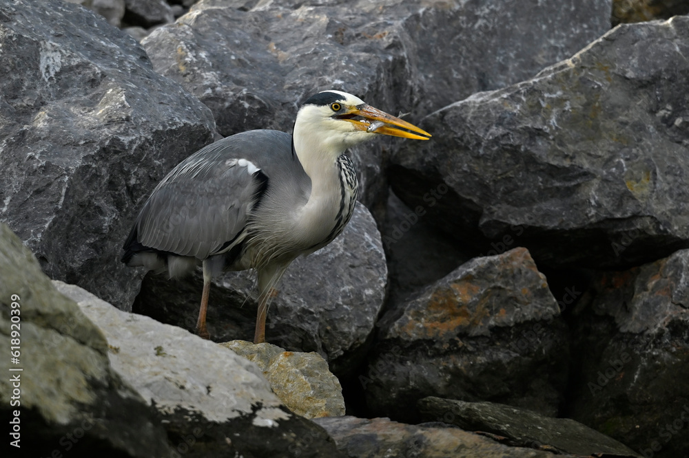 Grey heron with catched fish // Graureiher mit gefangenem Fisch (Ardea cinerea) Grey heron with catched fish // Graureiher mit gefangenem Fisch (Ardea cinerea)
