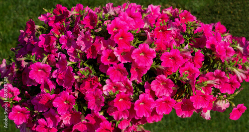Wallpaper Mural Bright pink petunia flowers on the green grass background  Torontodigital.ca