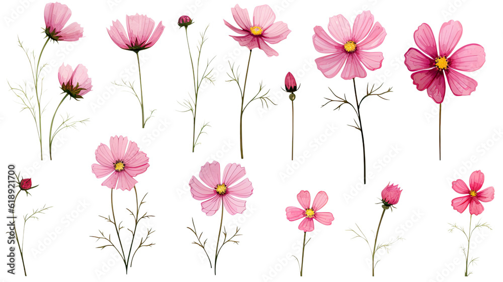 Obraz premium collection of hand drawn cosmos flowers isolated on a transparent background, generative ai