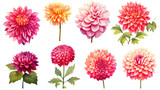 collection of hand drawn dahlias flowers isolated on a transparent background, generative ai