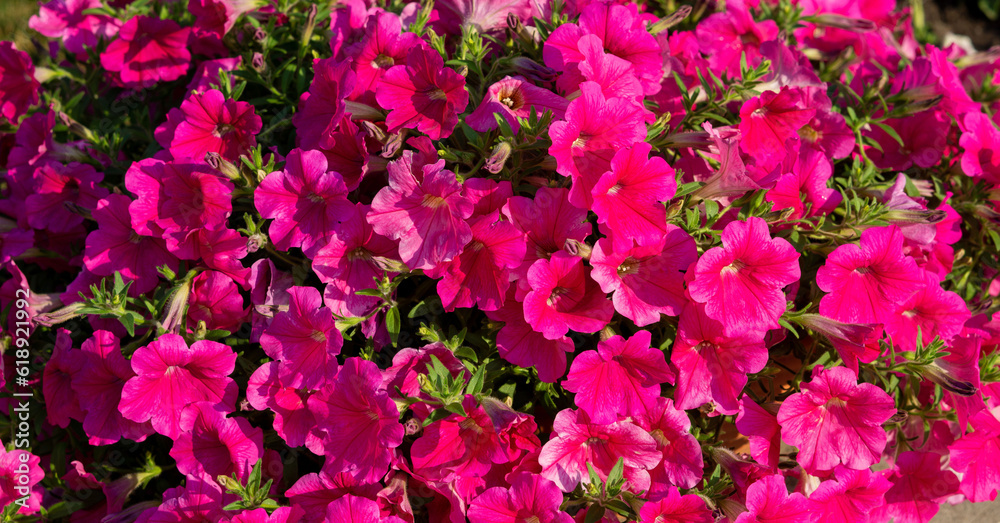 Bright pink petunia flowers growing in the park