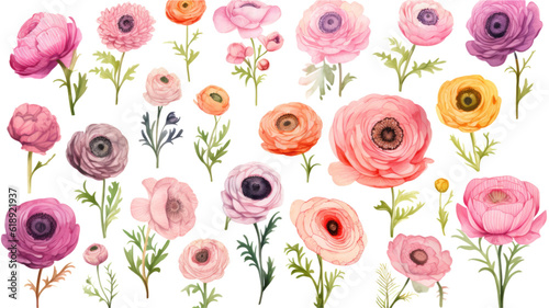 collection of hand drawn ranunculus flowers isolated on a transparent background, generative ai