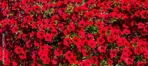 Beautiful red petunia flowers growing in the park