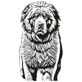 Tibetan Mastiff dog pet silhouette, animal line illustration hand drawn black and white vector realistic breed pet