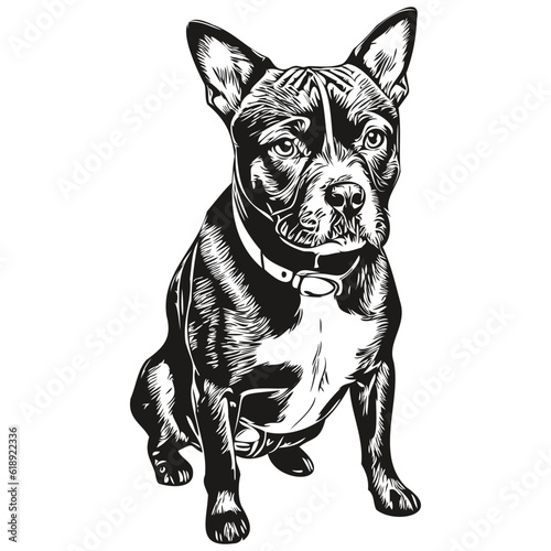 Staffordshire Bull Terrier dog hand drawn logo drawing black and white line art pets illustration realistic breed pet