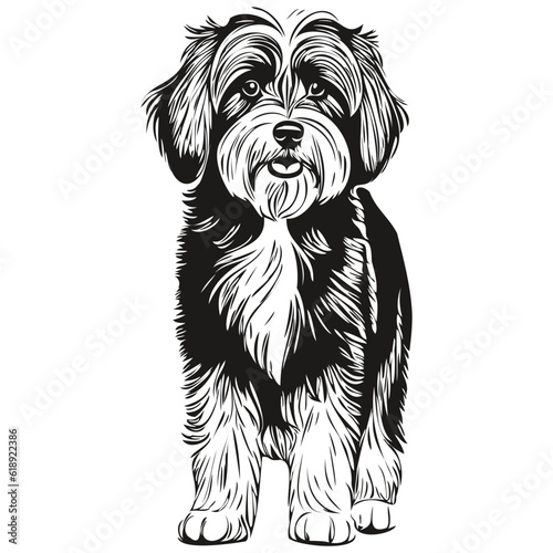 Foto Tibetan Terrier dog cartoon face ink portrait, black and white sketch drawing, t