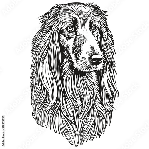 Fototapeta Naklejka Na Ścianę i Meble -  Afghan Hound dog face vector portrait, funny outline pet illustration white background
