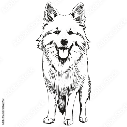 American Eskimo dog realistic pencil drawing in vector, line art illustration of dog face black and white realistic breed pet