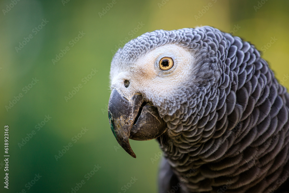 Fototapeta premium Grey parrot, Psittacus erithacus, known as the Congo grey parrot, Congo African grey parrot or African grey parrot