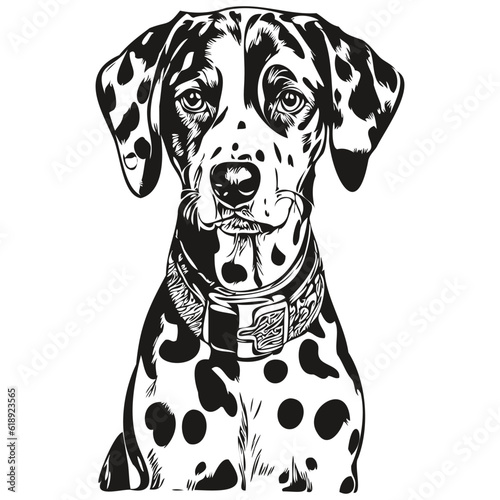 Dalmatian dog breed line drawing, clip art animal hand drawing vector black and white realistic breed pet