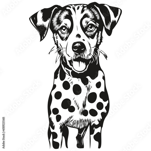 Dalmatian dog vector graphics, hand drawn pencil animal line illustration realistic breed pet