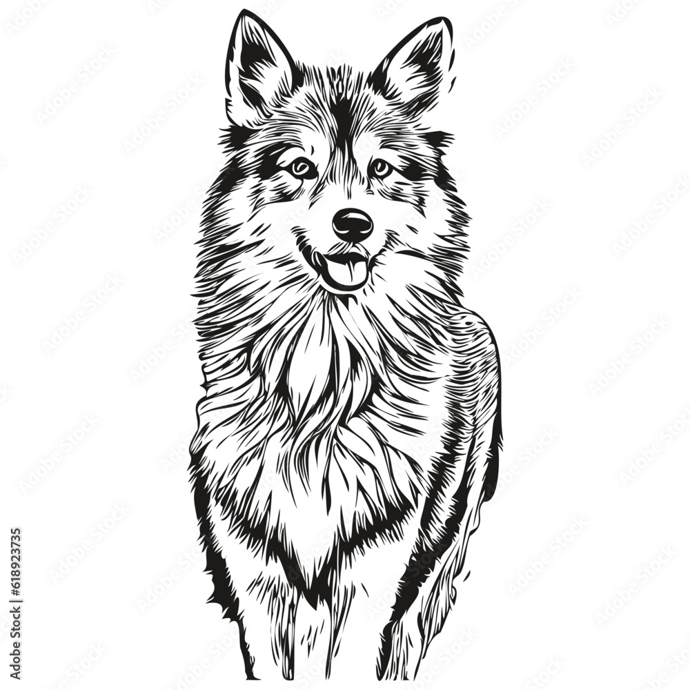 Fototapeta premium Icelandic Sheepdog dog head line drawing vector,hand drawn illustration with transparent background sketch drawing