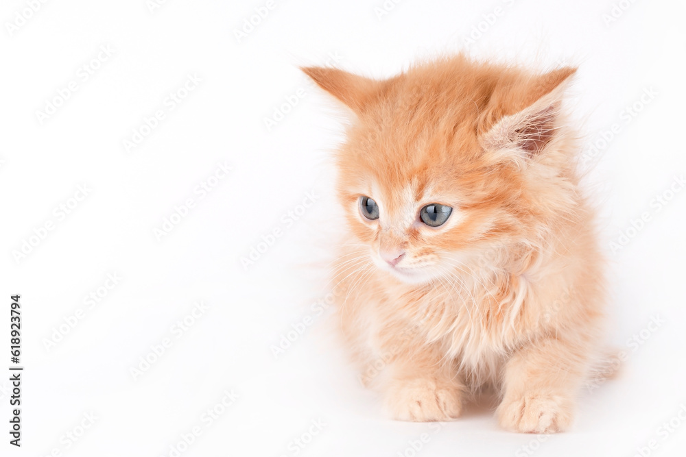small fluffy red kitten on a light background