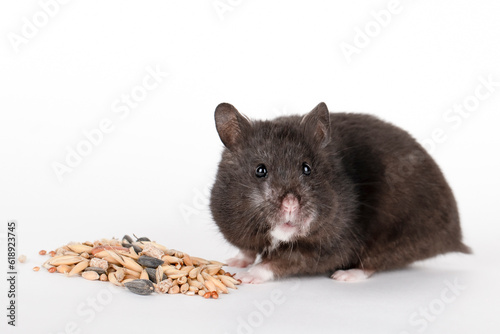 cute black hamster on a light background