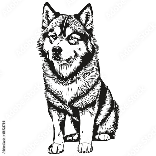 Malamute dog pet silhouette, animal line illustration hand drawn black and white vector realistic breed pet