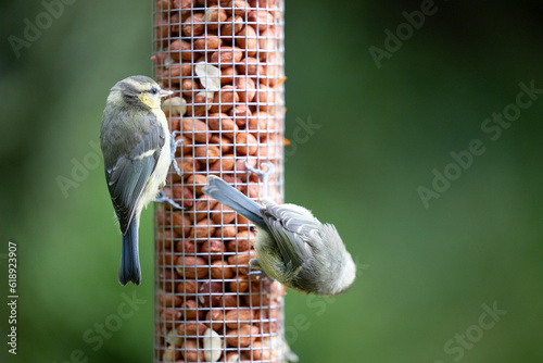 Multiple Blue tits (Cyanistes caeruleus), including young juveniles, feeding at a peanut bird feeder in a garden. natural green background - Yorkshire, UK. July