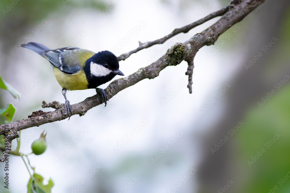Cute little bird. Great tit. Nature background. Cute little bird. Great tit. Nature background.