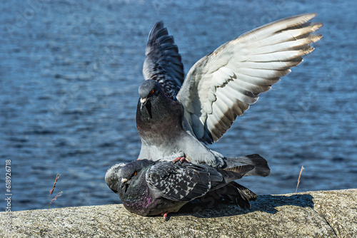 A series of images. Two blue pigeons are sitting on a stone surface. Birds are engaged in a love game. They kiss and copulate. There is a water space in the background photo