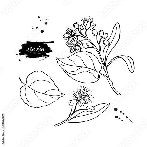 Linden branch drawing. Vector sketch of herb