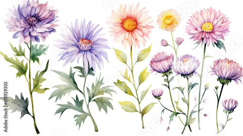 a collection of soft watercolor asters flowers isolated on a transparent background, generative ai © Perfect PNG