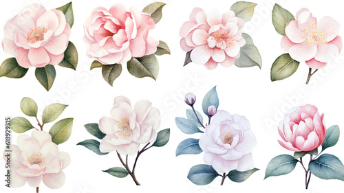a collection of soft watercolor camellias flowers isolated on a transparent background  generative ai