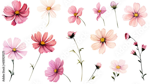 a collection of soft pink watercolor cosmos flowers isolated on a transparent background, generative ai photo