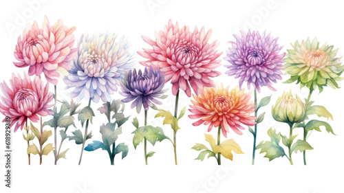 a collection of soft watercolor chrysanthemums flowers isolated on a transparent background, generative ai