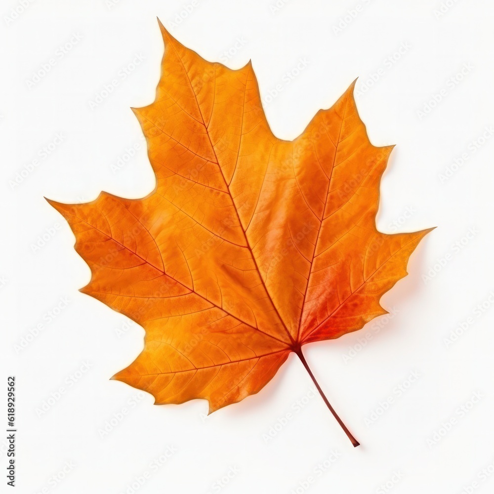 Autumn leaf isolated. Illustration AI Generative. Autumn leaf isolated. Illustration AI Generative.