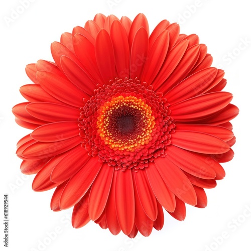 Gerbera flower isolated. Illustration AI Generative