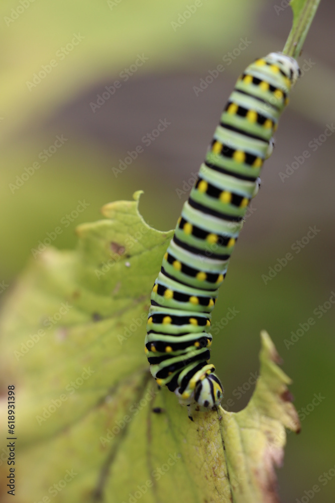 Swallowtail caterpillar eating an angelica leaf