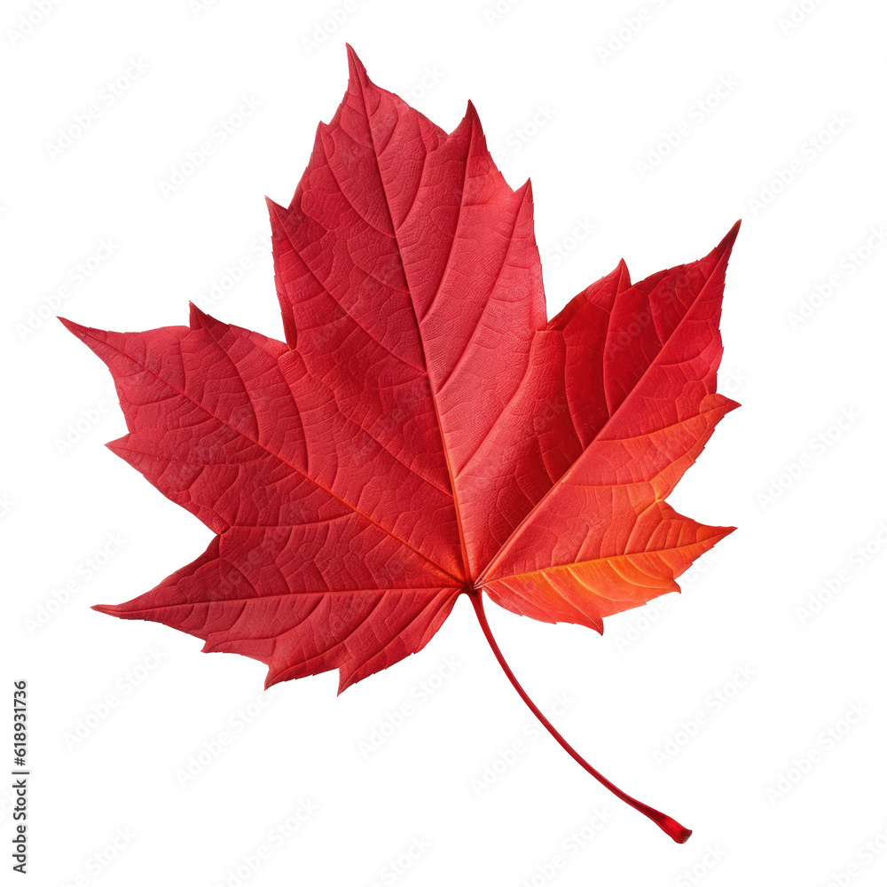 Naklejka premium Autumn leaf isolated. Illustration AI Generative.