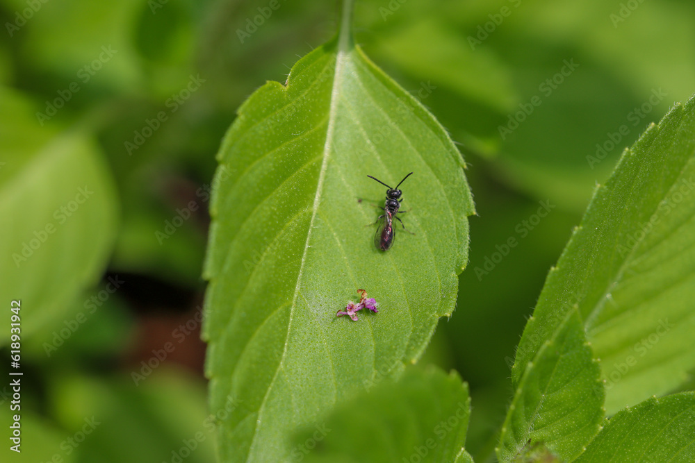A wasp resting on a tulsi / holy basil leaf next to fallen petals A wasp resting on a tulsi / holy basil leaf next to fallen petals