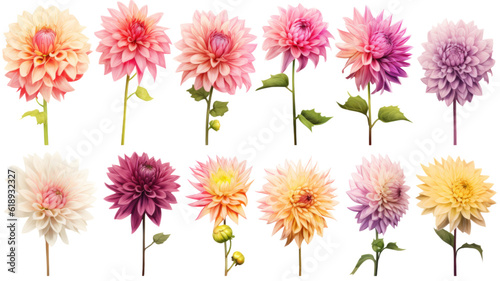 a collection of grunge oil painted dahlia flowers isolated on a transparent background, generative ai