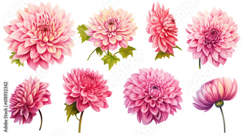 a collection of grunge oil painted dahlias isolated on a transparent background  generative ai