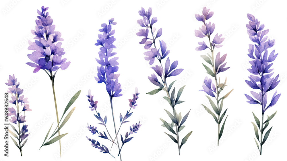 a collection of grunge oil painted lavender flowers isolated on a transparent background, generative ai