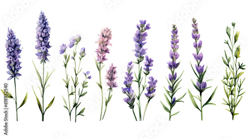 a collection of grunge oil painted lavender flowers isolated on a transparent background, generative ai