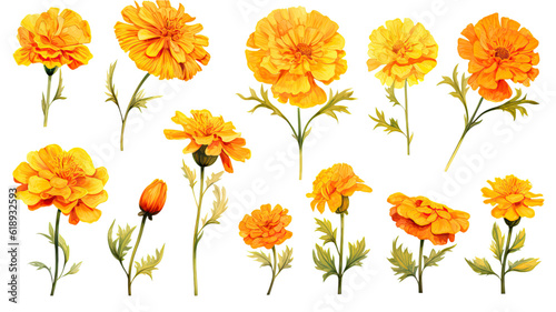 a collection of grunge oil painted marigolds flowers isolated on a transparent background, generative ai