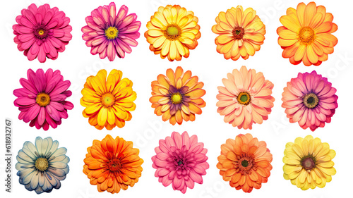 a collection of grunge oil painted zinnias flowers isolated on a transparent background, generative ai